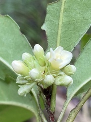 Melanopsidium nigrum