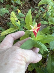 Spigelia marilandica