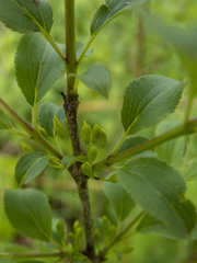 Rhamnus cathartica