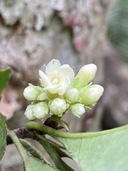 Melanopsidium nigrum