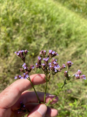 Verbena brasiliensis