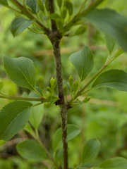 Rhamnus cathartica