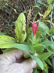 Spigelia marilandica