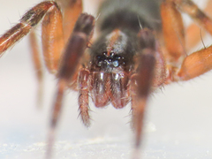 Scotina celans