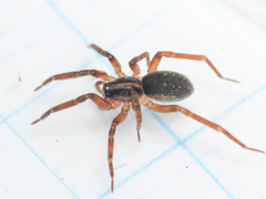 Scotina celans