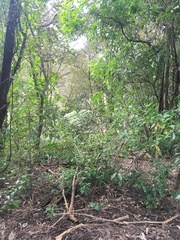 Melicytus ramiflorus