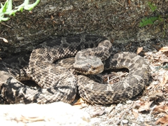 Bothrops ammodytoides