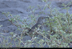 Toxostoma cinereum