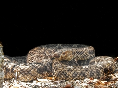 Bothrops ammodytoides