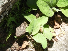 Bothrops ammodytoides