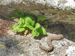 Bothrops ammodytoides