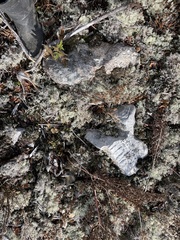 Cladonia arbuscula