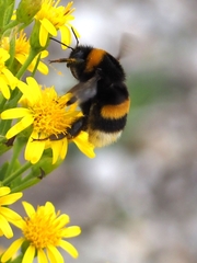 Bombus terrestris