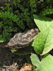 Bothrops ammodytoides