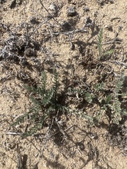 Extriplex californica