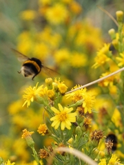 Bombus terrestris