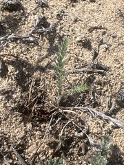 Extriplex californica