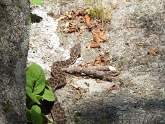 Bothrops ammodytoides