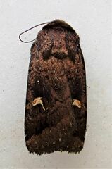 Proteuxoa tetronycha