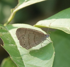 Hermeuptychia hermes
