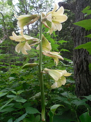Cardiocrinum cordatum