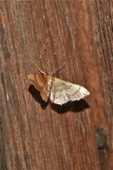 Idaea demissaria