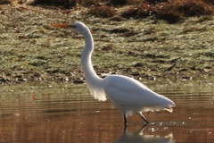 Ardea alba egretta