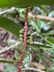 Sorocea