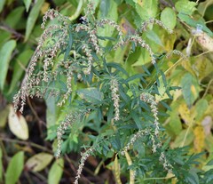 Artemisia indica