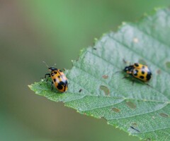 Chrysomela interrupta