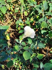 Datura