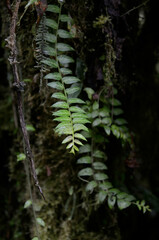 Solanum evolvulifolium