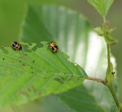 Chrysomela interrupta