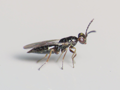Tetrastichinae