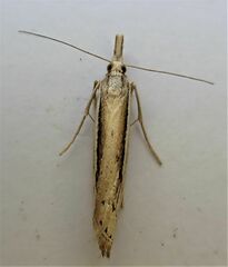 Orocrambus ramosellus