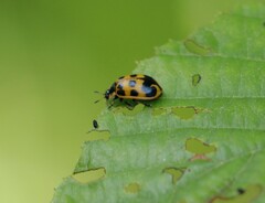 Chrysomela interrupta