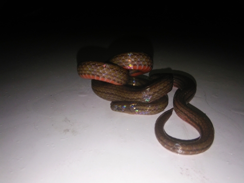 Coral-bellied Wormsnake