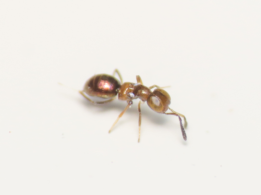 Metanotalia maderensis
