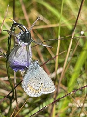 Plebejus idas