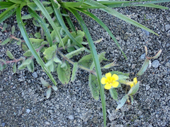 Erythranthe moschata