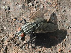 Sarcophagidae