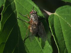 Phaonia valida