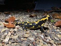 Salamandra salamandra