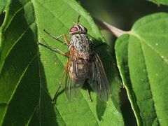 Phaonia valida
