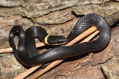 Diadophis punctatus punctatus