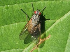 Helina