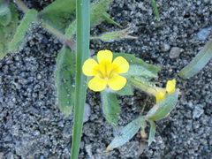 Erythranthe moschata