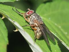 Phaonia valida