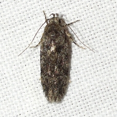 Gelechiinae