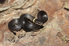 Diadophis punctatus punctatus